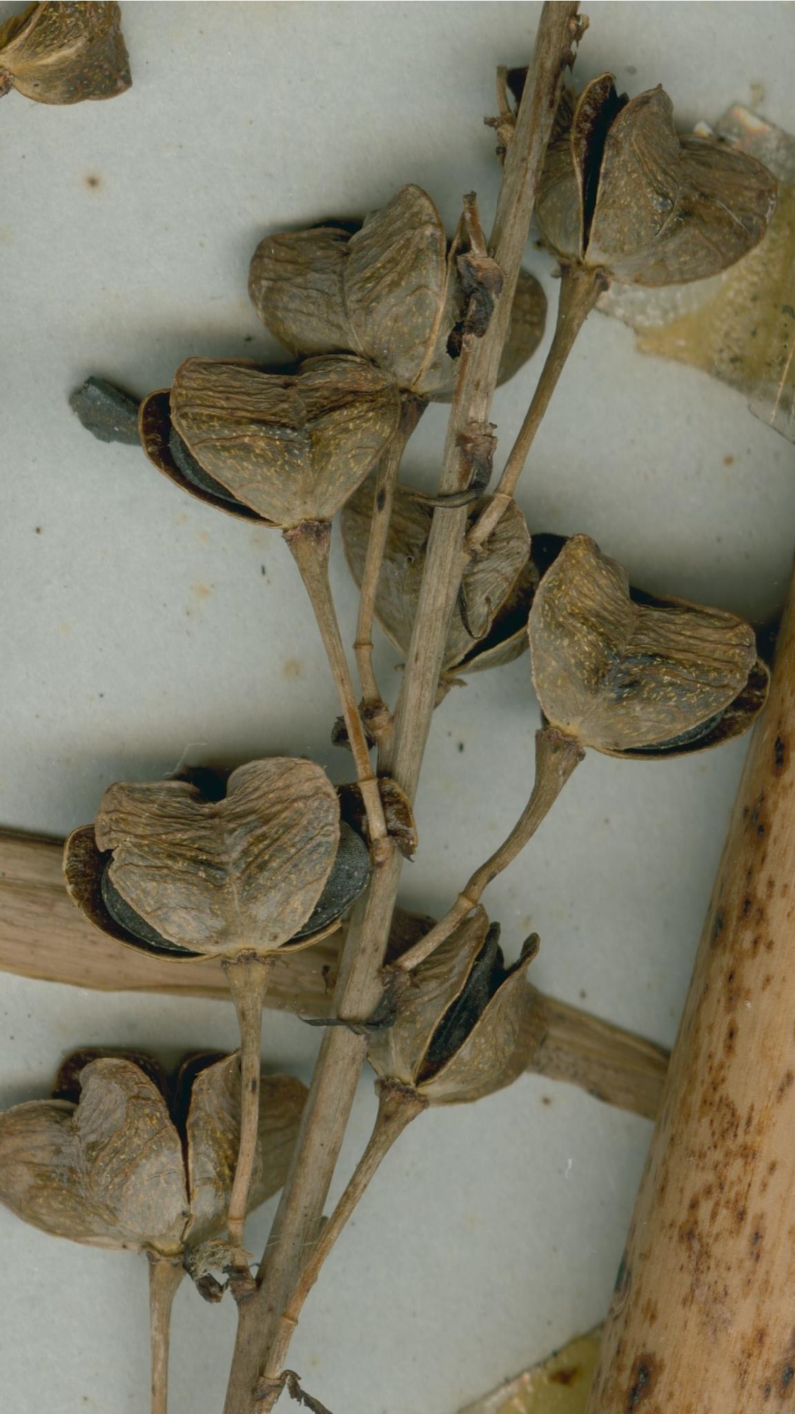 Asphodelus bento-rainhae: Photograph of Isotype of Asphodelus bento-rainhae at Herbarium of the University of Coimbra, Portugal (COI). Specimen COI00014890. http://coicatalogue.uc.pt/spe