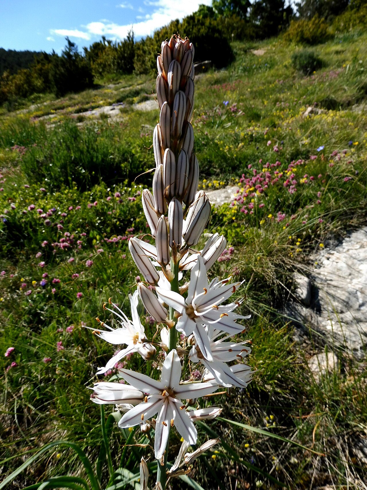Asphodelus cerasifer: This is a a photo of a natural area in Catalonia, Spain, with id: