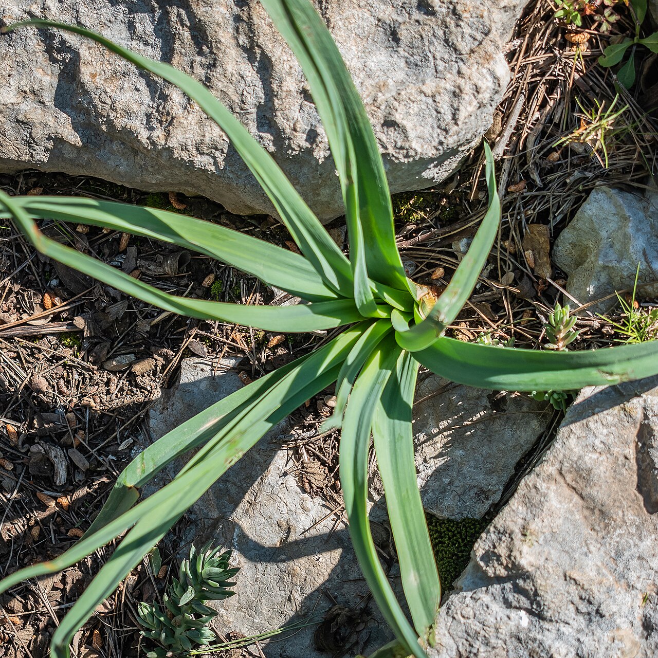 Asphodelus cerasifer: Asphodelus cerasiferus in Massif de la Clape, Aude, France