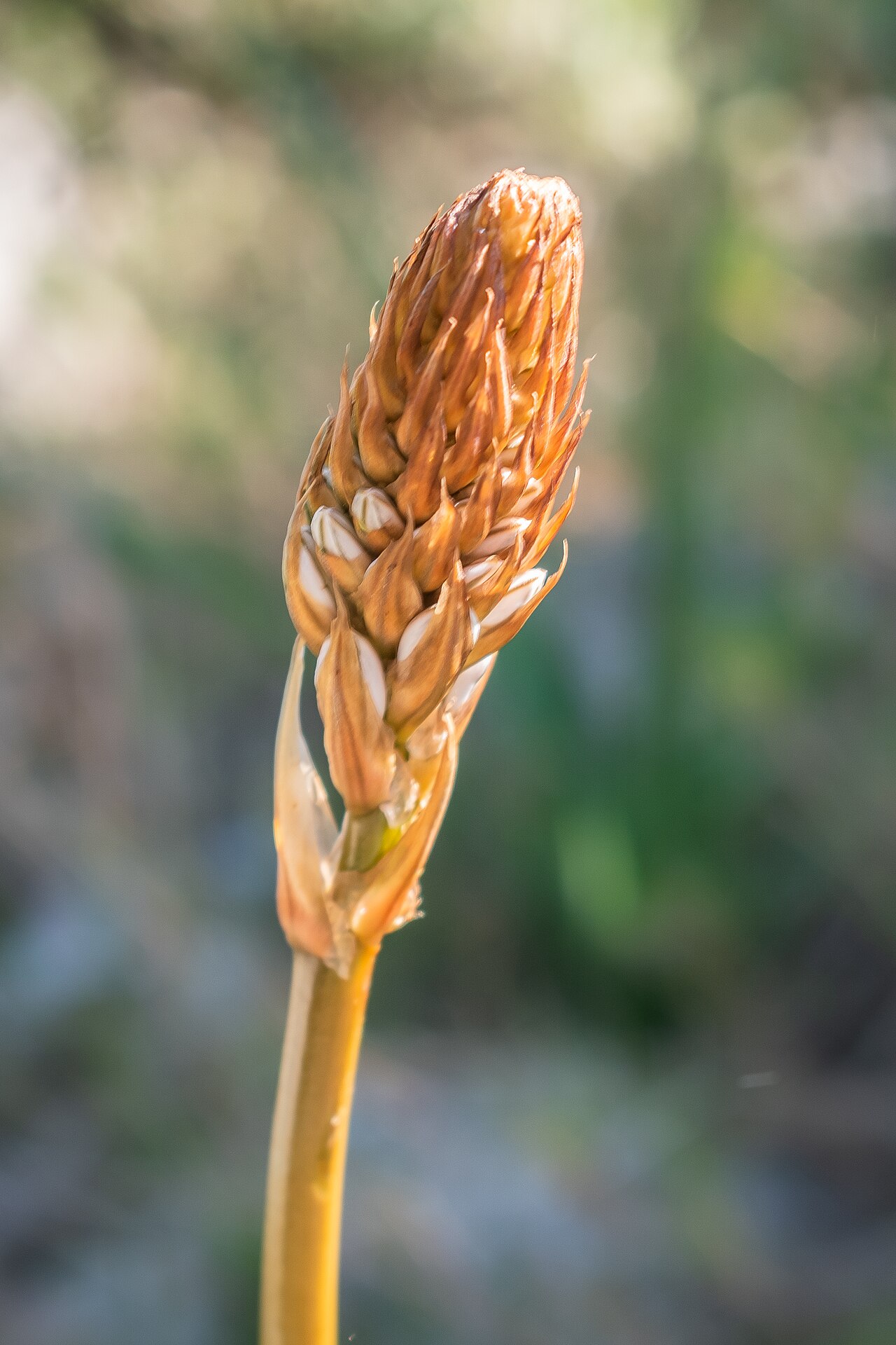 Asphodelus cerasifer: Asphodelus cerasiferus in Massif de la Clape, Aude, France