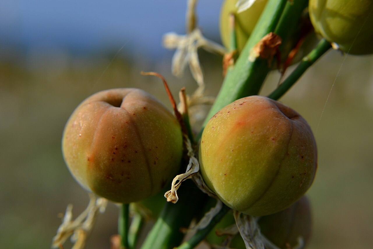 Asphodelus cerasifer: Asphodelus cerasiferus
