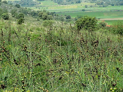 Asphodelus cerasifer: Asphodelus cerasiferus . In Biosca (Segarra-Catalunya). To 460 m. altitude
