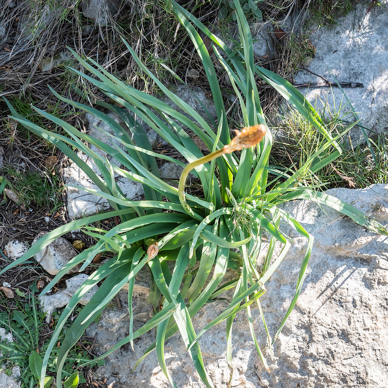 Asphodelus cerasifer: Asphodelus cerasiferus in Massif de la Clape, Aude, France