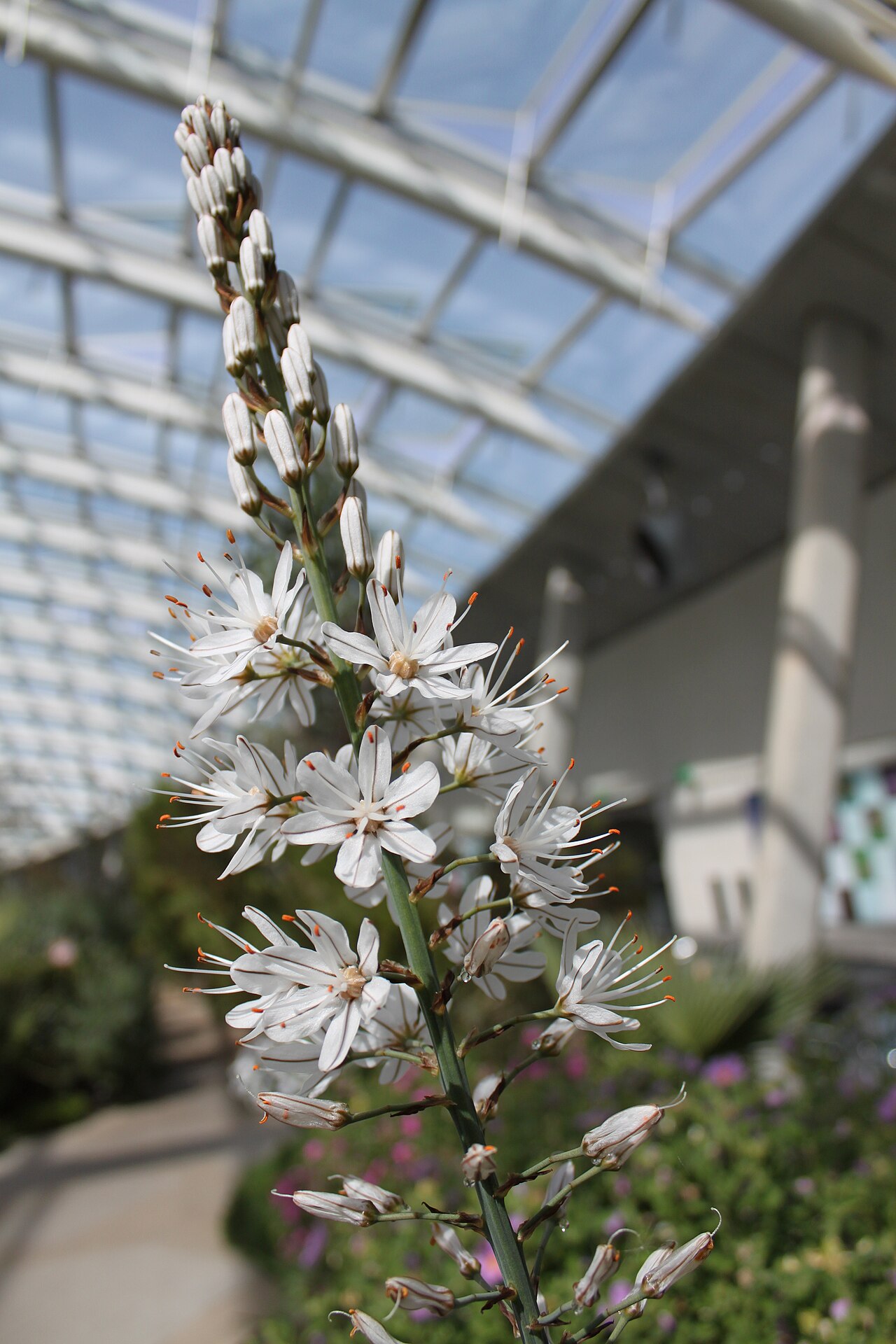 Asphodelus cerasifer: Asphodelus cerasiferus flowers at the National Botanic Garden of Wales