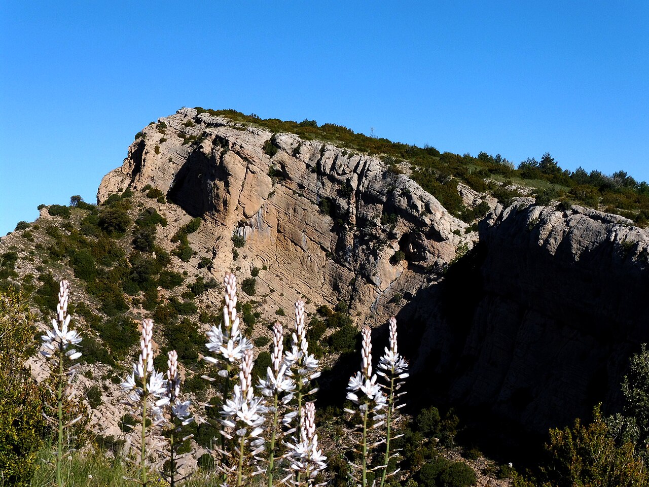 Asphodelus cerasifer: This is a a photo of a natural area in Catalonia, Spain, with id:
