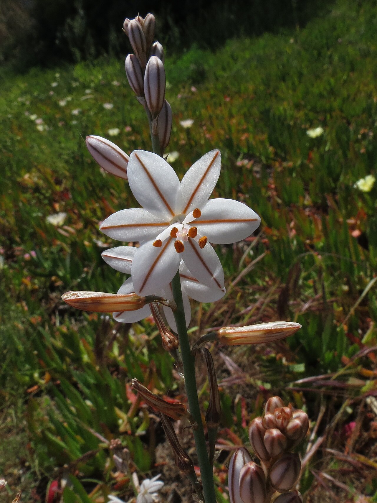 Onionweed: Asphodelus fistulosus L., Onion-leafed Asphodel, Rodà de Bara, Spain, 12/13 May 2013
