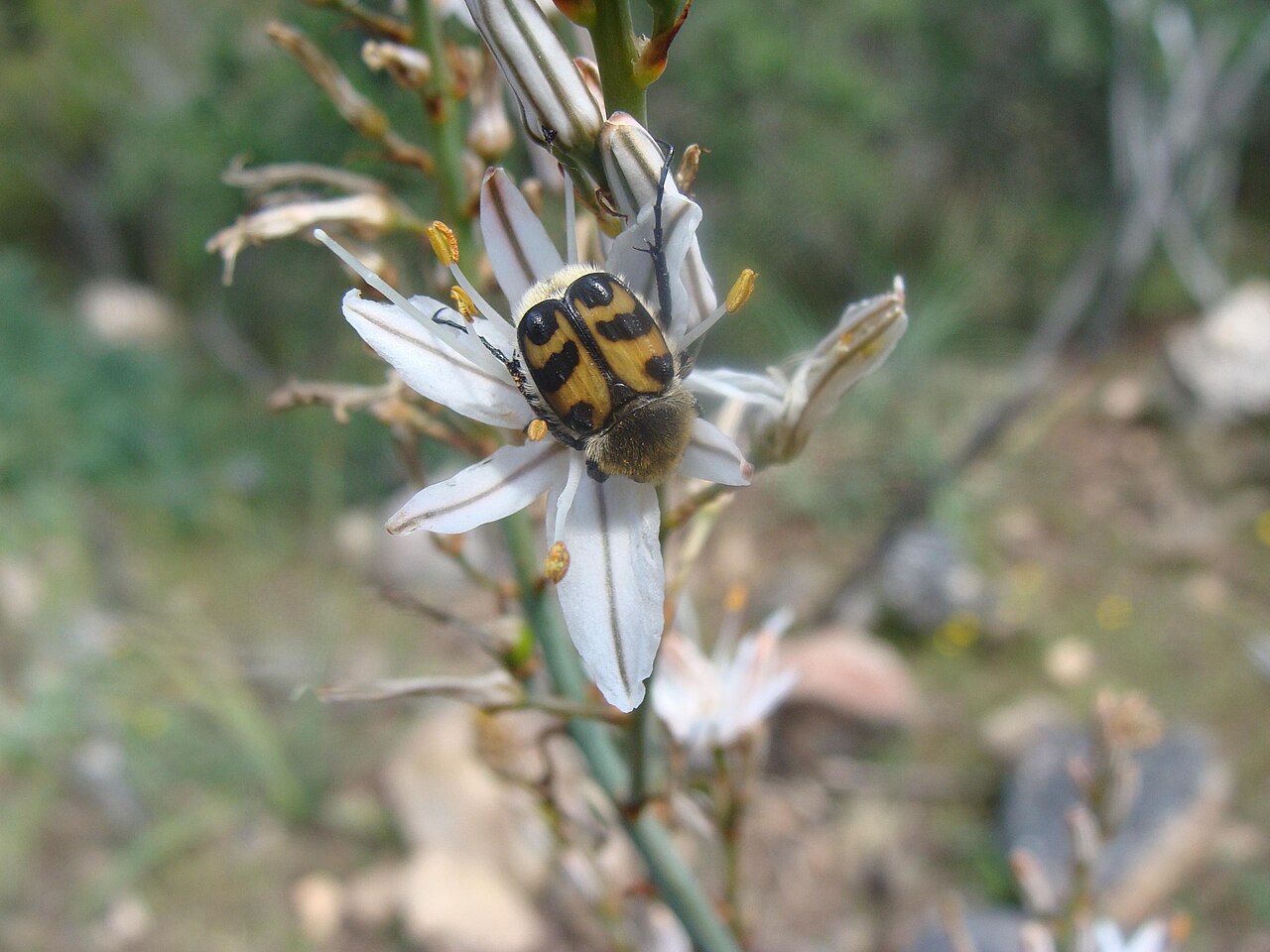 Onionweed: Insecto en Asphodelus fistulosus (gamoncillo) en el Parque Nacional de Monfrague (Cáceres, España).