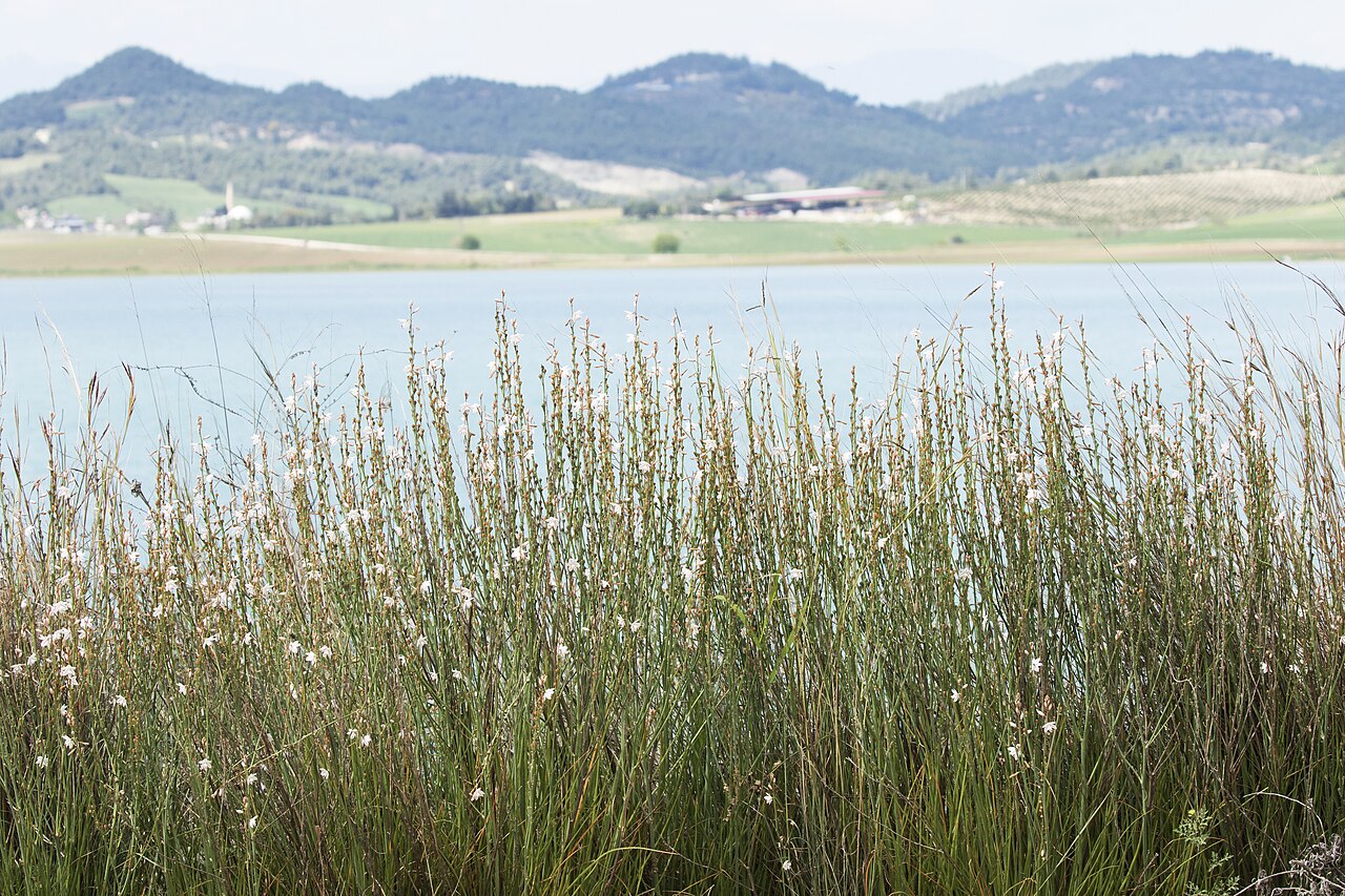 Onionweed: Onionweed ( Asphodelus fistulosus ) in Menekşe village, Sarıçam - Adana, Turkey.