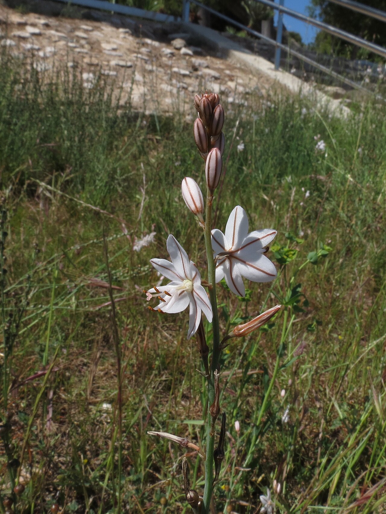Onionweed: Asphodelus fistulosus L., Onion-leafed Asphodel, Rodà de Bara, Spain, 12/13 May 2013