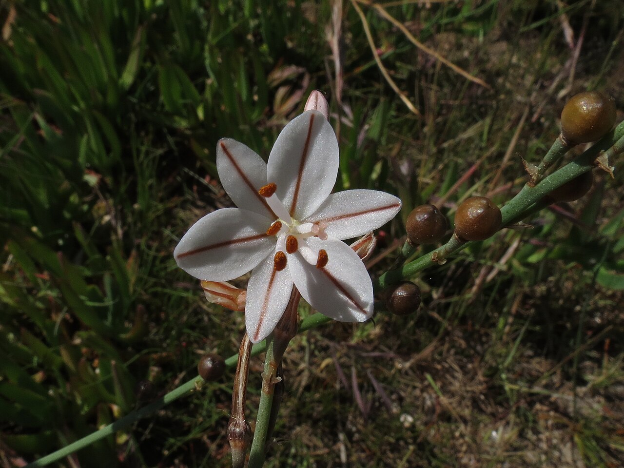 Onionweed: Asphodelus fistulosus L., Onion-leafed Asphodel, Rodà de Bara, Spain, 12/13 May 2013