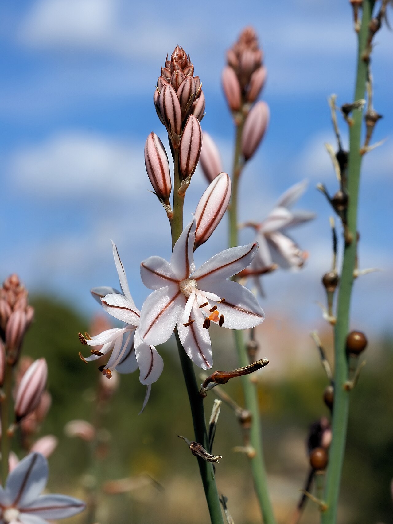 Onionweed: near el Perelló, Catalonia, Spain