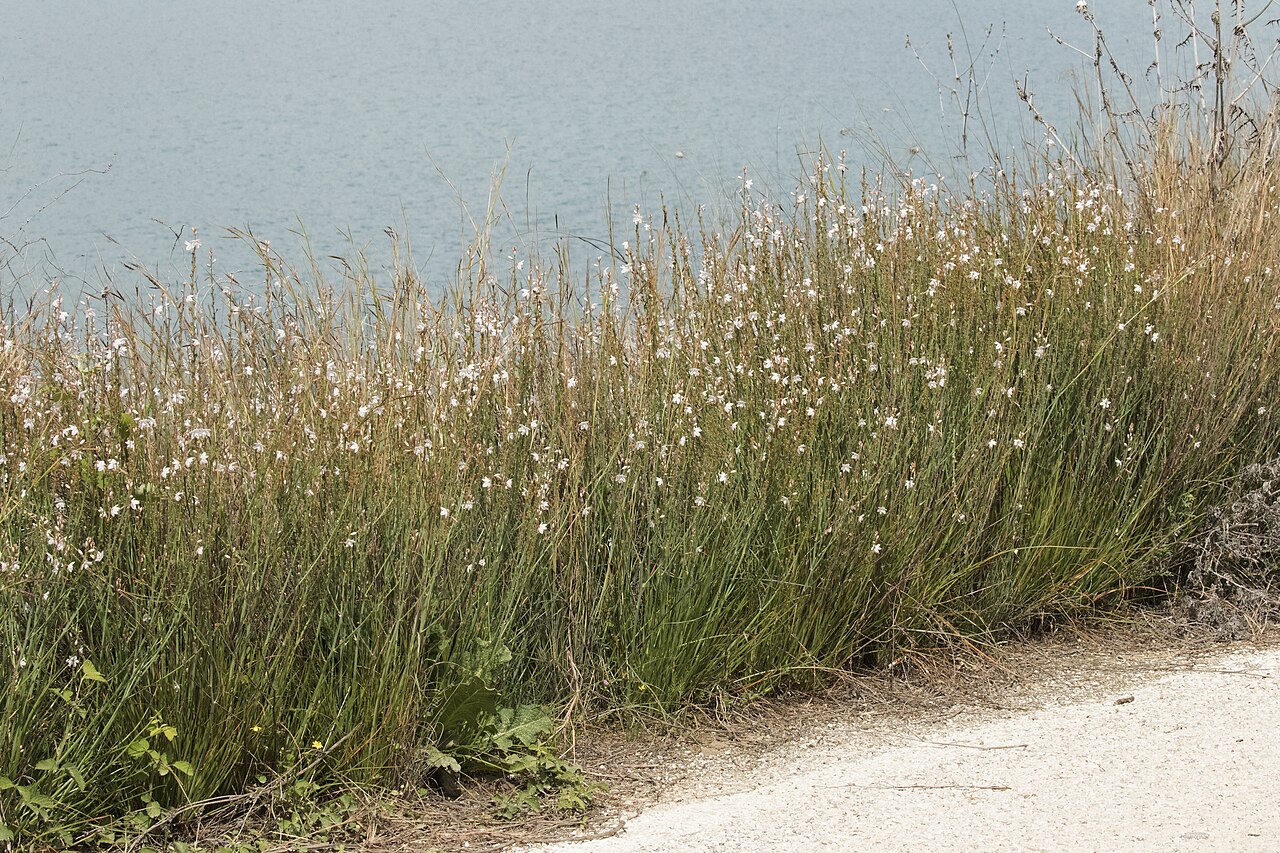 Onionweed: Onionweed ( Asphodelus fistulosus ) in Menekşe village, Sarıçam - Adana, Turkey.