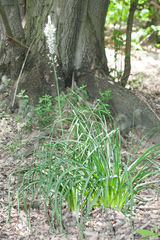 Asphodelus macrocarpus (Asphodelus macrocarpus)