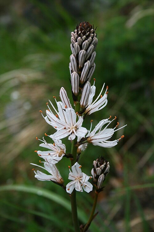 Asphodelus macrocarpus: Asphodelus macrocarpus subsp. macrocarpus (= A. albus s.lat.), Affodillgewächse (Asphodelaceae) - Italien/Italia/Italy: Toscana, Prov. Lucca, Parco Regionale de