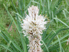 Asphodelus macrocarpus (Asphodelus macrocarpus)