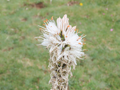 Asphodelus macrocarpus (Asphodelus macrocarpus)