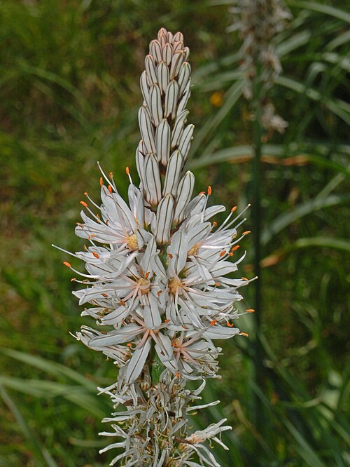 Asphodelus macrocarpus: Asphodelus macrocarpus - Torriglia, Genova, Italy