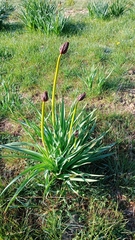 Asphodelus macrocarpus (Asphodelus macrocarpus)