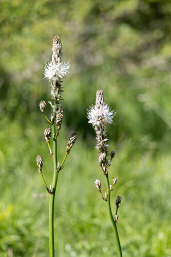 Asphodelus macrocarpus (Asphodelus macrocarpus)