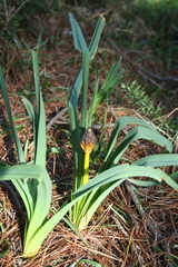 Asphodelus macrocarpus (Asphodelus macrocarpus)