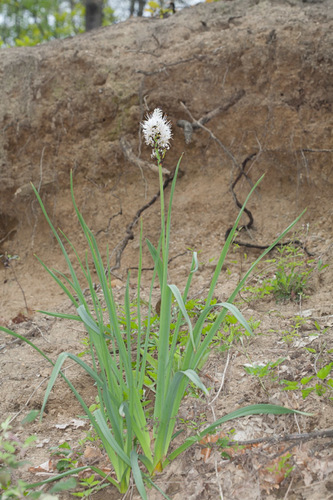 Asphodelus macrocarpus (Asphodelus macrocarpus)