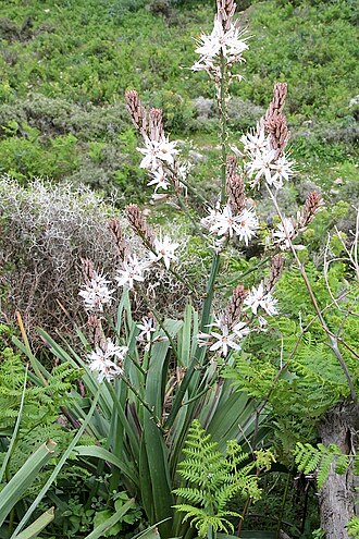 Asphodelus ramosus: Asphodelus ramosus (det. user:RLJ , see Díaz Lifante, Z. & Valdés, B. 1996: Revisión del género Asphodelus L. (Asphodelaceae) en el Mediterráneo Occidental. - B