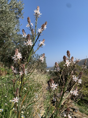 Asphodelus ramosus (Asphodelus ramosus)