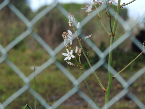 Asphodelus ramosus (Asphodelus ramosus)