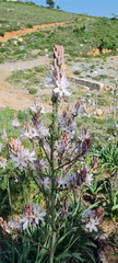 Asphodelus ramosus (Asphodelus ramosus)