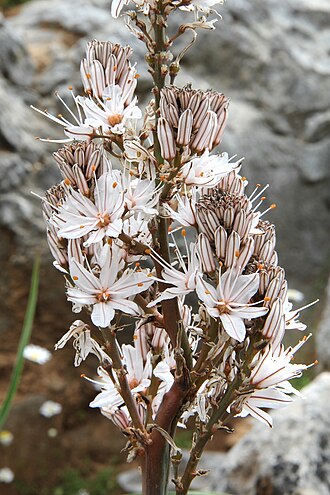 Asphodelus ramosus: Asphodelus ramosus (Blütenstand)(det. user:RLJ , see Díaz Lifante, Z. & Valdés, B. 1996: Revisión del género Asphodelus L. (Asphodelaceae) en el Mediterráneo Oc