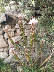 Asphodelus ramosus (Asphodelus ramosus)