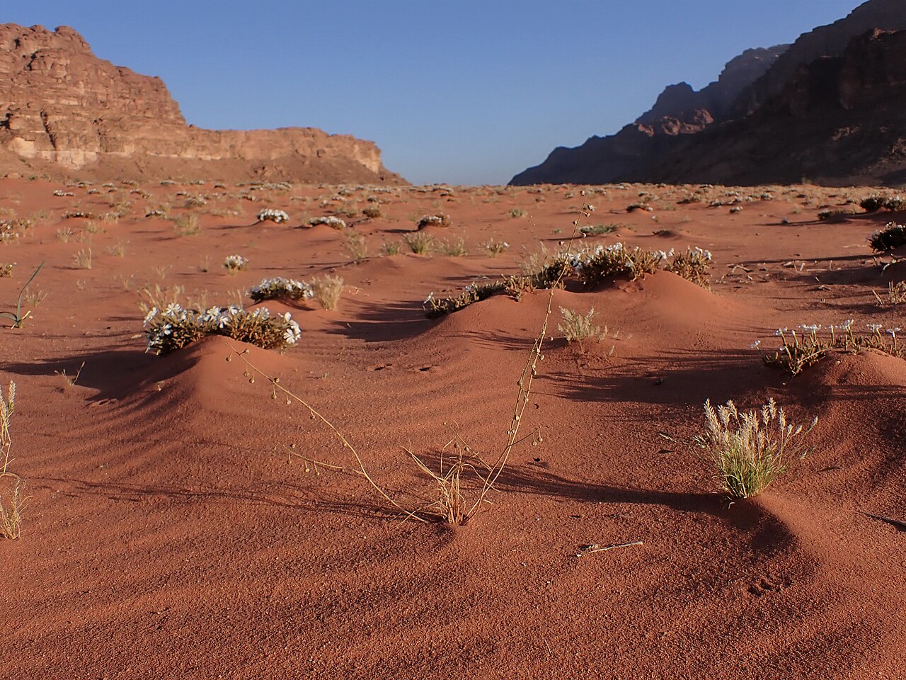 Asphodelus refractus: Asphodelus refractus in Wadi Rum in Jordan