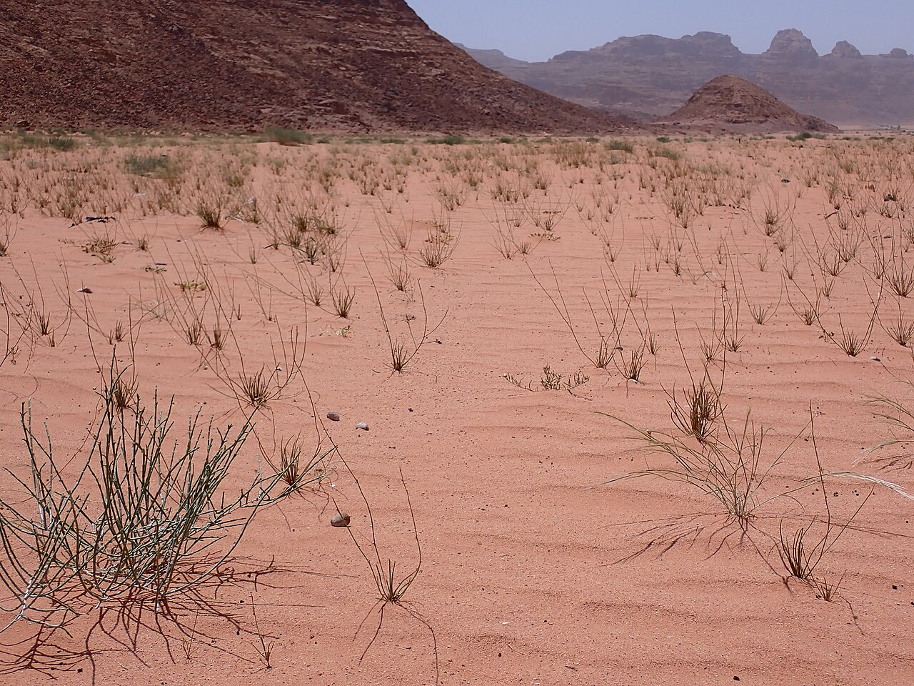 Asphodelus refractus: Asphodelus refractus in Rashidiyah in Jordan