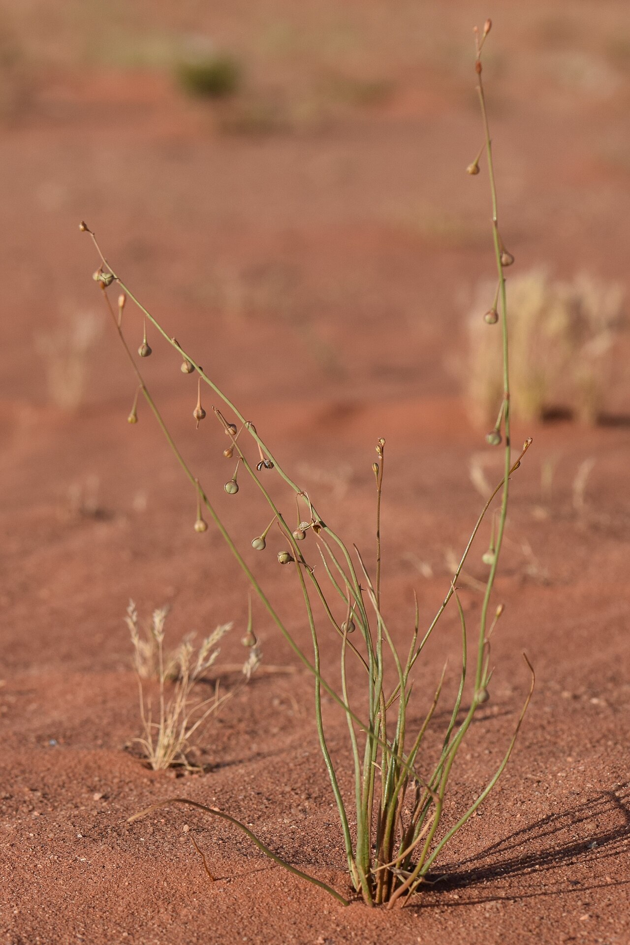 Asphodelus refractus: Asphodelus refractus in Wadi Rum in Jordan