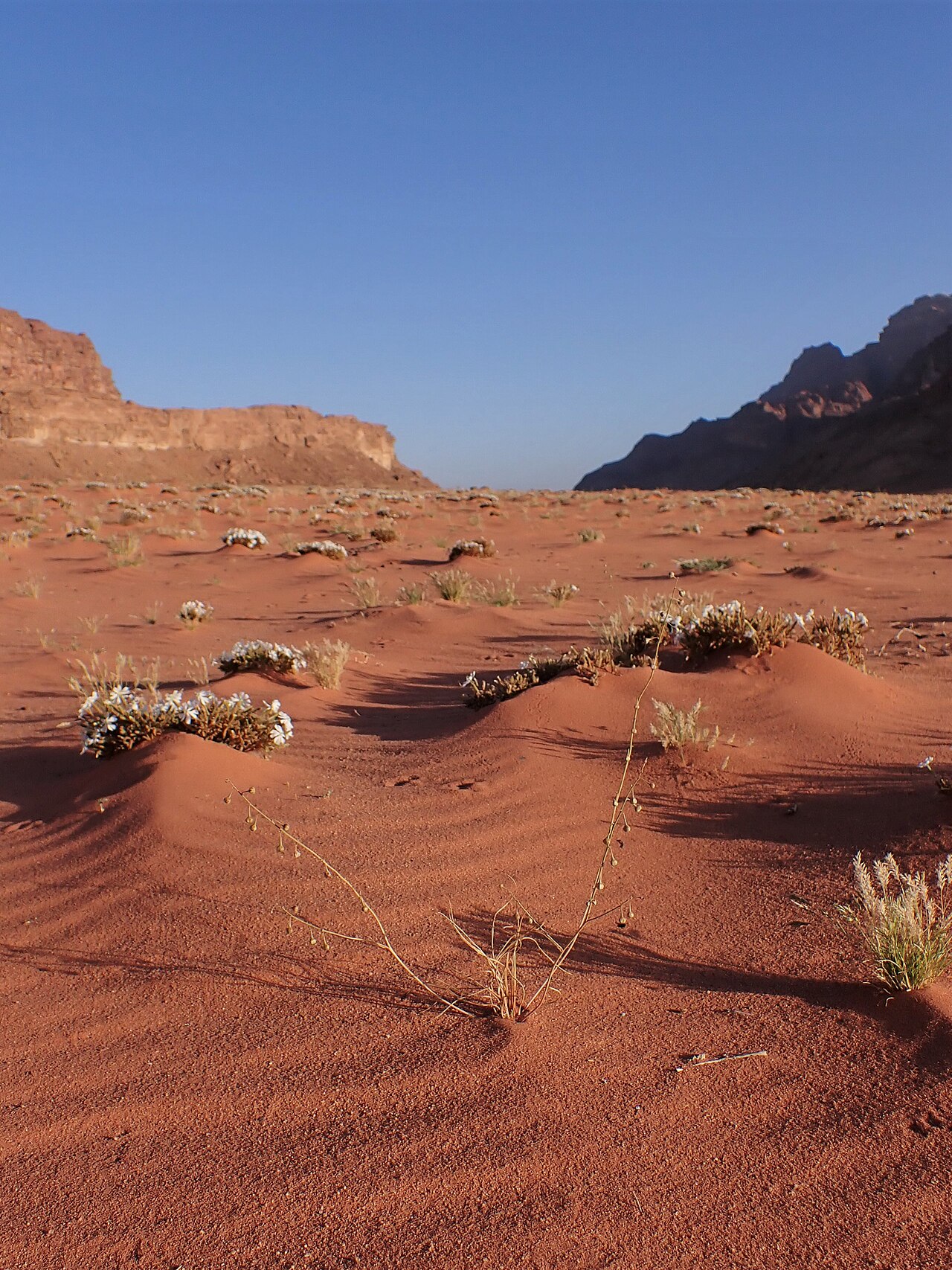 Asphodelus refractus: Asphodelus refractus in Wadi Rum in Jordan