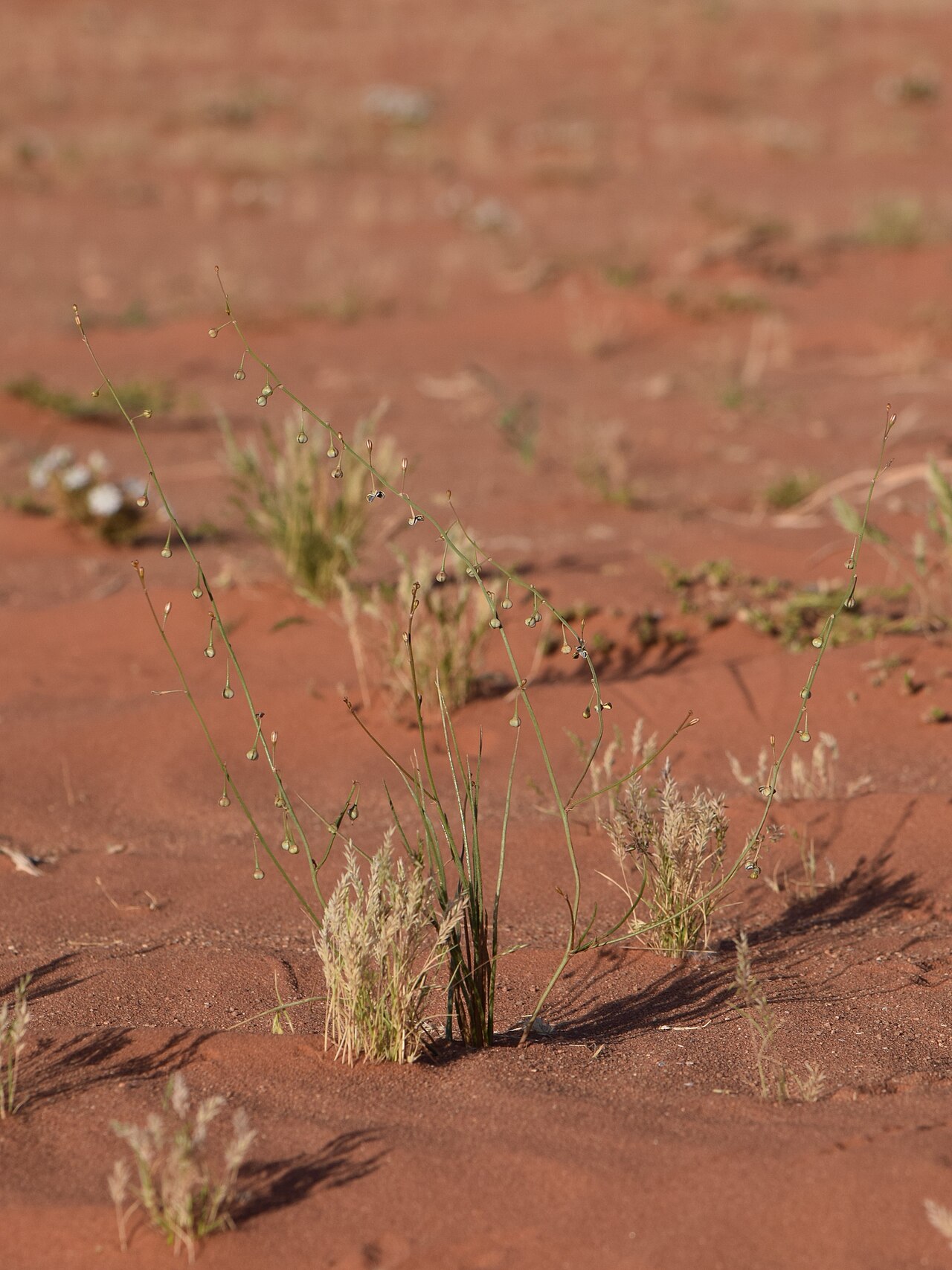 Asphodelus refractus: Asphodelus refractus in Wadi Rum in Jordan