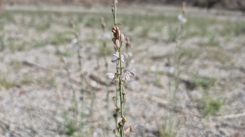 Asphodelus tenuifolius (Asphodelus tenuifolius)