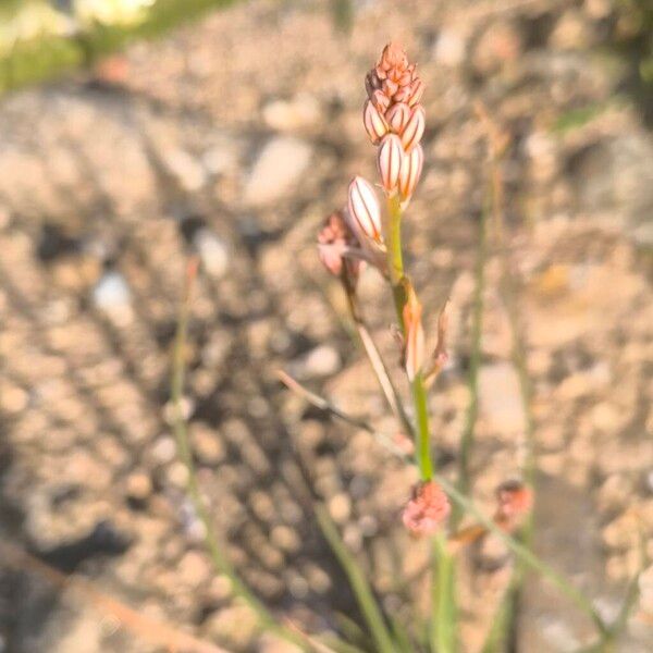 Asphodelus tenuifolius (Asphodelus tenuifolius)