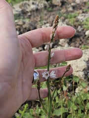 Asphodelus tenuifolius (Asphodelus tenuifolius)