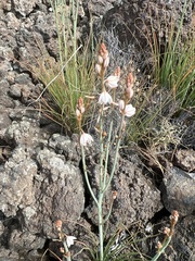 Asphodelus tenuifolius (Asphodelus tenuifolius)