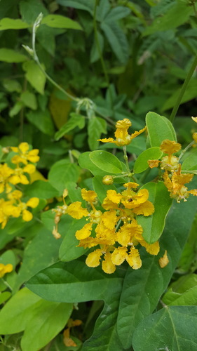 Aspicarpa albida (Aspicarpa albida)
