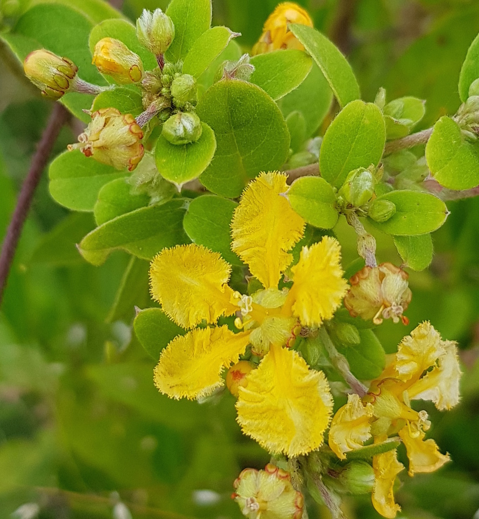 Aspicarpa albida (Aspicarpa albida)