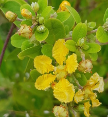 Aspicarpa albida (Aspicarpa albida)