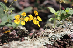 Aspicarpa brevipes (Aspicarpa brevipes)