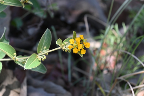 Aspicarpa brevipes (Aspicarpa brevipes)