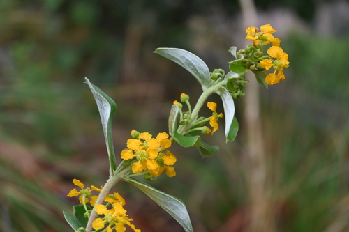 Aspicarpa brevipes (Aspicarpa brevipes)
