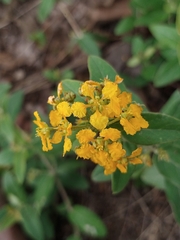 Aspicarpa brevipes (Aspicarpa brevipes)