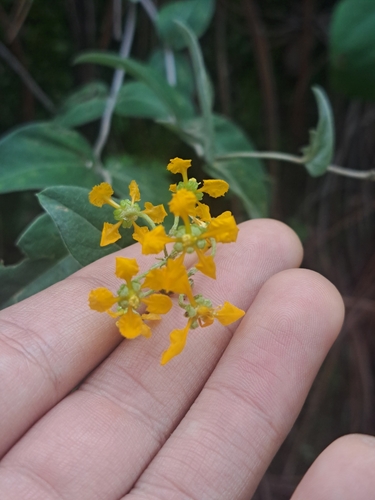 Aspicarpa cynanchoides (Aspicarpa cynanchoides)
