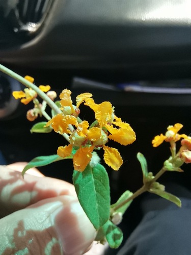Aspicarpa cynanchoides (Aspicarpa cynanchoides)