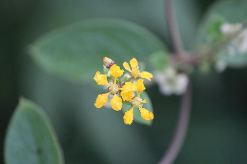 Aspicarpa cynanchoides (Aspicarpa cynanchoides)